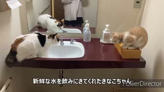 独身女の温泉物語〜猫ちゃんがいる桐屋旅館さん〜