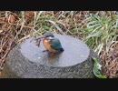 鳥に叩きつけられるザリガニ