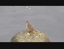 スズメに似た鳥　アオジBlack-faced Bunting / Emberiza spodocephala