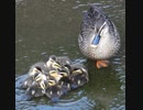 ヘビに驚いたヒナ【カルガモ親子】