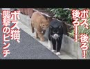 キレたナイフ猫、最強の猫に背後から奇襲するも…？