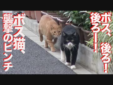 キレたナイフ猫、最強の猫に背後から奇襲するも…？