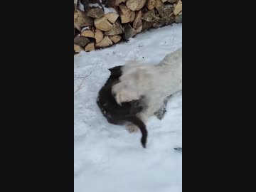 ミニチュアシュナウザー（白シュナ）ｖｓ猫　その１3