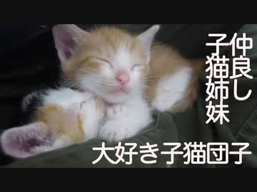 美少女保護子猫、とうちゃん大好きになる