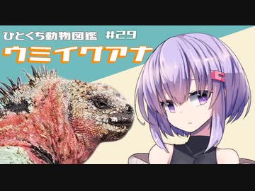 ひとくち動物図鑑　#29　ウミイグアナ　[VOICEROID解説]