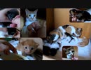子猫たち初めての離乳食 / 意外な結果に / 母猫は止めてと抗議