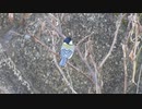 シジュウカラの鳥語「あつまれ」