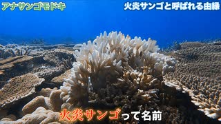 【危険生物】絶対に触ってはいけないサンゴを紹介します。