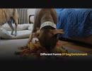 Different Forms Of Dog Enrichment