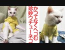 ウチューネコ、かつてないしょんぼり顔を見せる