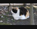猫のかわいい座法