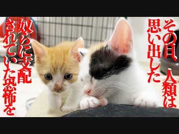 進撃のコネコチャンズ、恐怖で人類を支配する