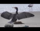 砂浜を歩くだけ(石川県)　後半