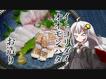 釣れなくても料理！イトヨリダイとオオモンハタのお造り！【VOICEROIDキッチン】