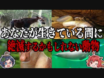 あなたが生きている間に絶滅してしまうかもしれない！？5種の絶滅危惧種
