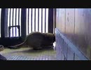 お願い…留守番して…