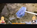 屋外金魚水槽11　水槽掃除