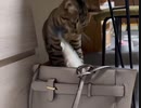 ホモと見る　通勤カバンにサバを投入する猫