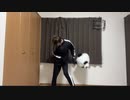 【ほろ酔いパンダが】アブラハムの子【暴れてみた】