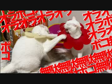 【猫】オラオラオラボコ無駄無駄無駄ボコ無駄ボコ
