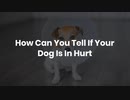 How Can You Tell If Your Dog Is In Hurt