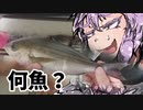 何の魚か忘れましたが魚食べます！