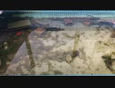 屋外金魚水槽11.5　定点観測