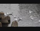 カモメの鳴き声　一斉に飛び立つ