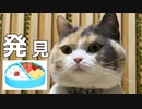 お弁当と猫…