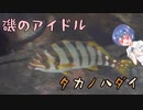 つづみの10秒おさかな解説#7　タカノハダイ【第2回CeVIOクリエイト祭】