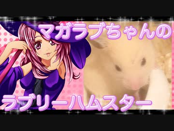 マガラブのハムスターの日常