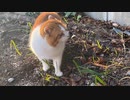 夢ねこ鹿児島を喰らう #37 2023年1月の実家戻り