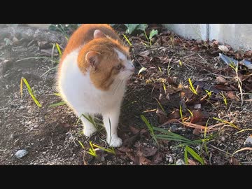 夢ねこ鹿児島を喰らう #37 2023年1月の実家戻り