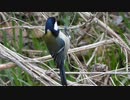 鳥のバランス感覚VS茎　