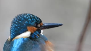 青い鳥の下まつげ