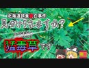 【2012年北海道】最も有名な毒草 絶対に間違えてはいけなかった山菜…『トリカブト誤食事件』【ゆっくり解説】