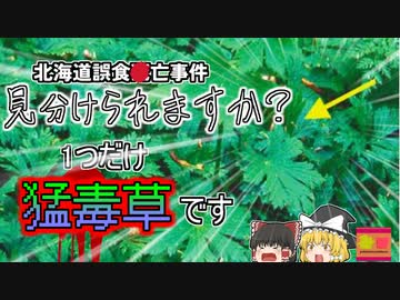 【2012年北海道】最も有名な毒草 絶対に間違えてはいけなかった山菜…『トリカブト誤食事件』【ゆっくり解説】