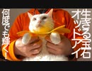 生きる宝石の白たぬき、何度でも輝き続ける