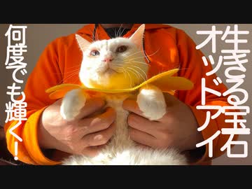 生きる宝石の白たぬき、何度でも輝き続ける