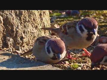 大仙公園のすずめ