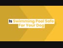 Is Swimming Pool Safe For Your Dog