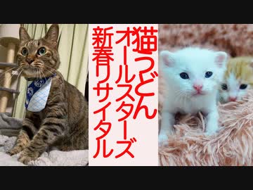 ばかまじめ猫うどん職人、新春猫ピアノリサイタルを開催する