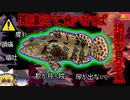 【1990年沖縄】美味しい高級魚のはずなのに… 排尿困難になり冷たい水で体に電撃が走る奇病 『アカマダラハタ食中毒』【ゆっくり解説】