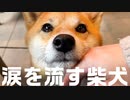 【寂しすぎた柴犬】ママを大喜びでお迎えした後に涙を流して幸せを噛みしめる