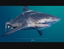 サメ、ヤサシイ【Maneater】＃２