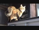 雪がやんだらさっそく…