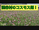 恩納村のコスモス畑散策してた♪
