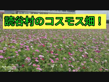 恩納村のコスモス畑散策してた♪