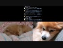 さくはいしん(20220604)