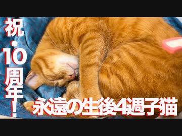 生後4週3500日の子猫、10年目の反抗期を迎える